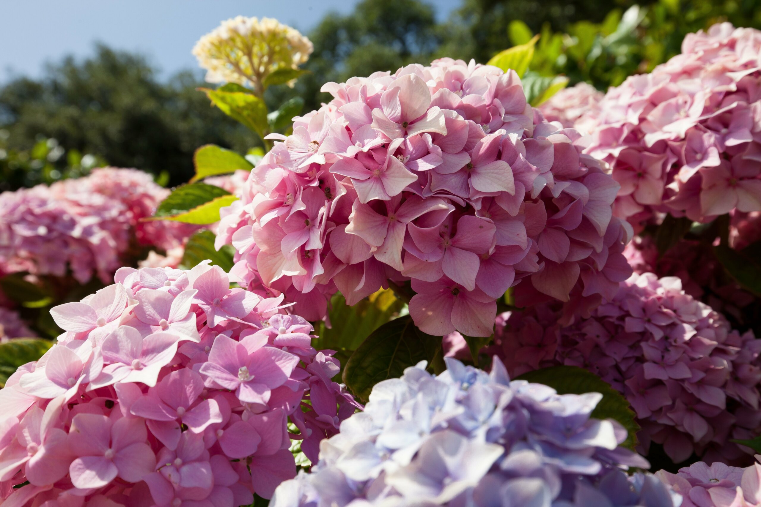 hortensie wann einpflanzen