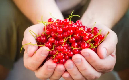 johannisbeeren schneiden sommerschnitt johannisbeeren im fruehjahr schneiden mann haelt hand voll mit frischen roten johannisbeeren