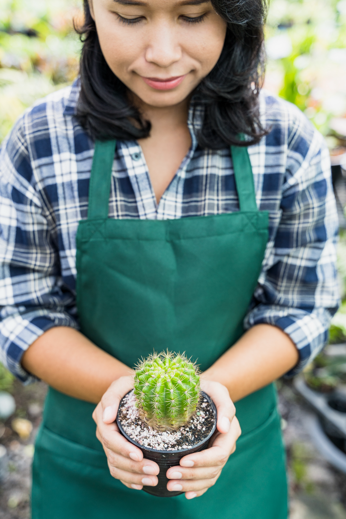 kakteen richtig umtopfen kaktuspflanze pflege tipps