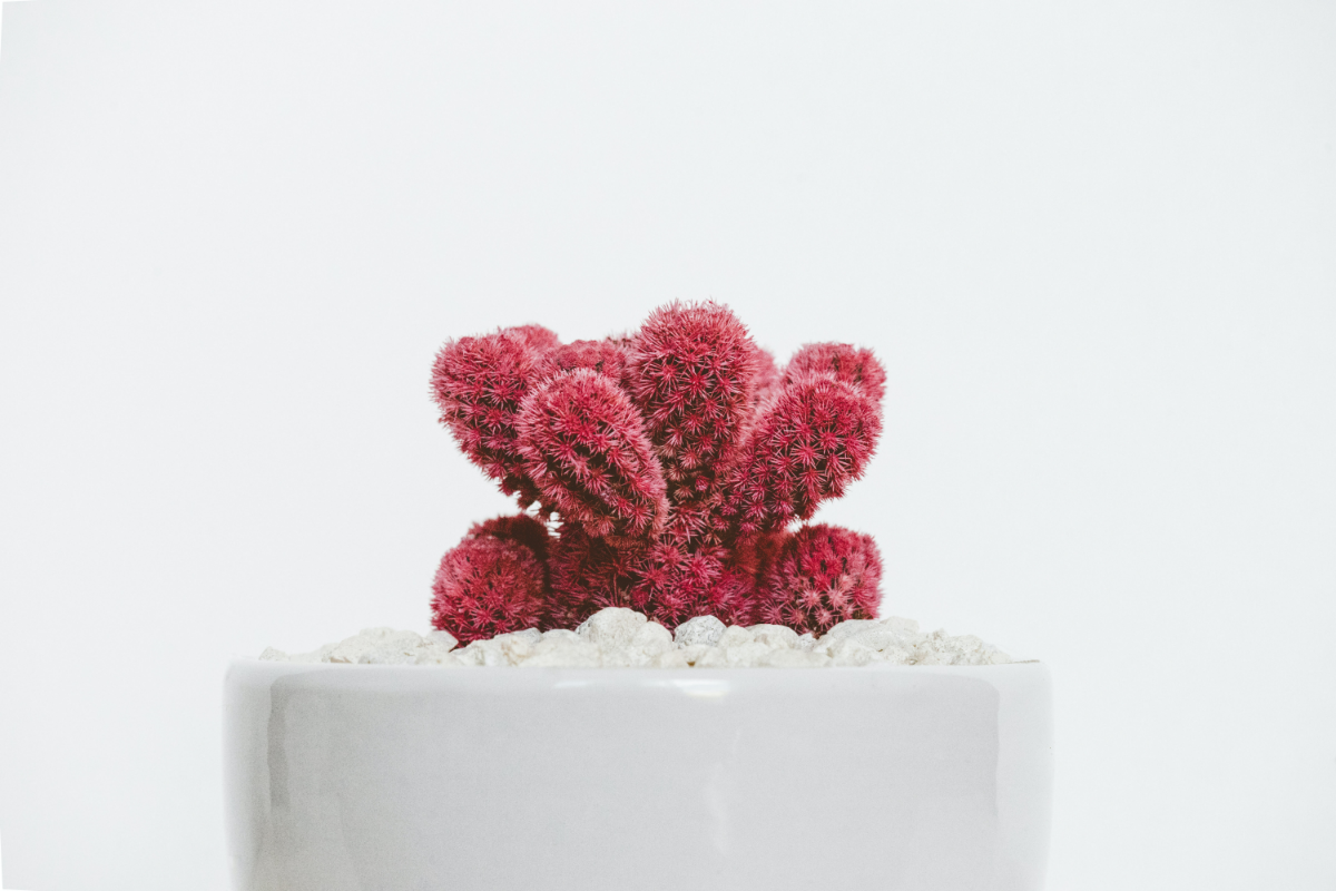 kaktus richtig umtopfen tipps rosa kaktuspflanze im topf