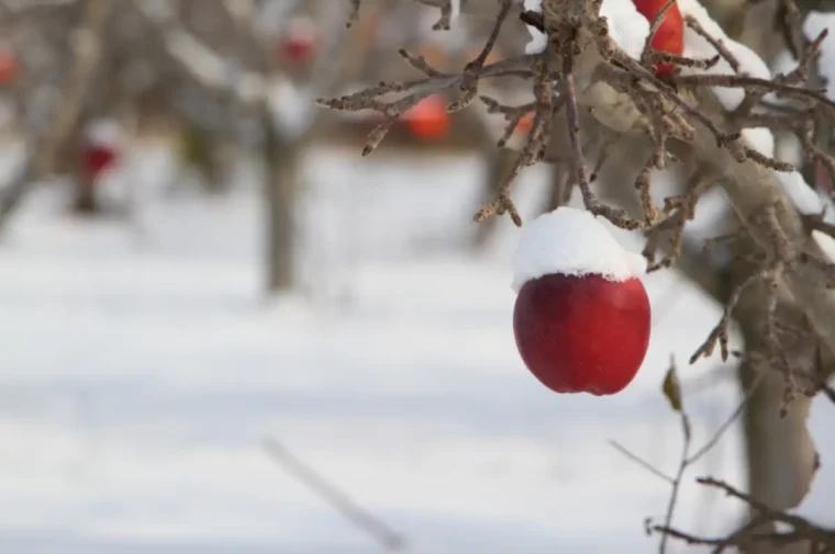 kann ein apfelbaum im topf ueberwintern apfelbaum im haus apfelbaum roter frucht im winter