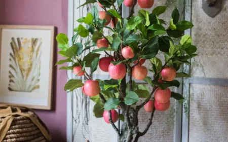 kann ein apfelbaum im topf ueberwintern apfelbaum im wohnzimmer roter apfel baum in korb im haus dekorativ