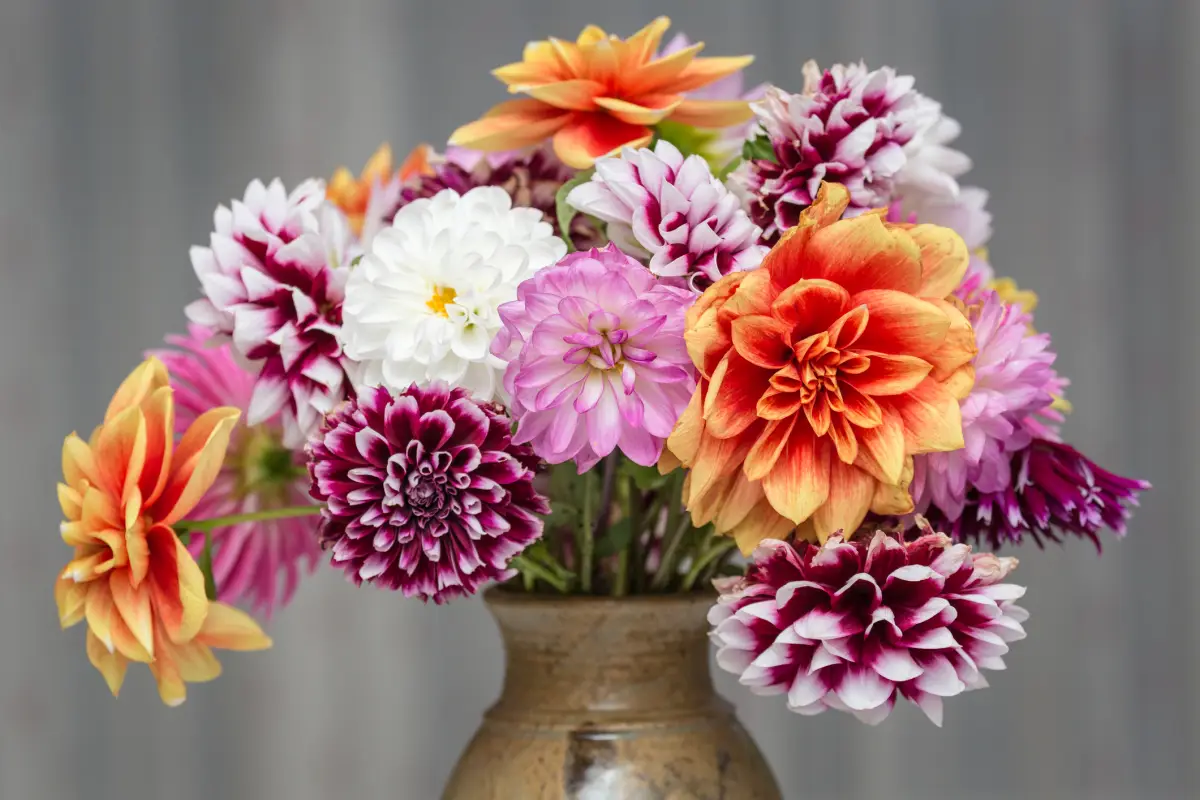 kann man dahlien auch in der wohnung halten dahlien vermehren eine vase voll mit dahlien unterschiedliche farben und sorten