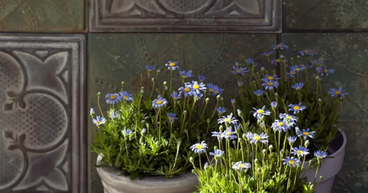 kann man gaensebluemchen aus dem garten essen blaues gaensebluemchen schneiden drei toepfe im schatten blaues gaensebluemchen