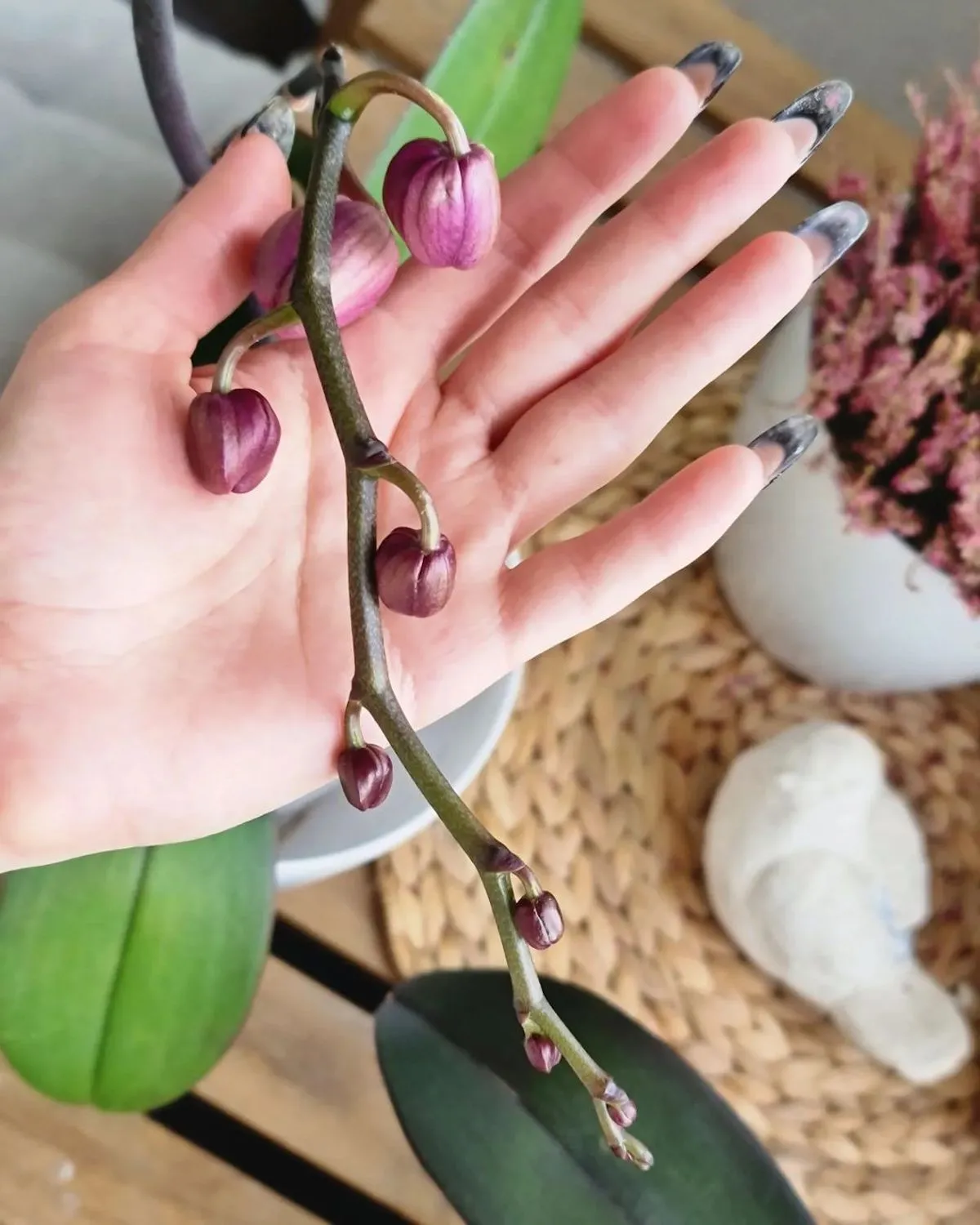 karoffelwasser verwenden um orchideen zu duengen