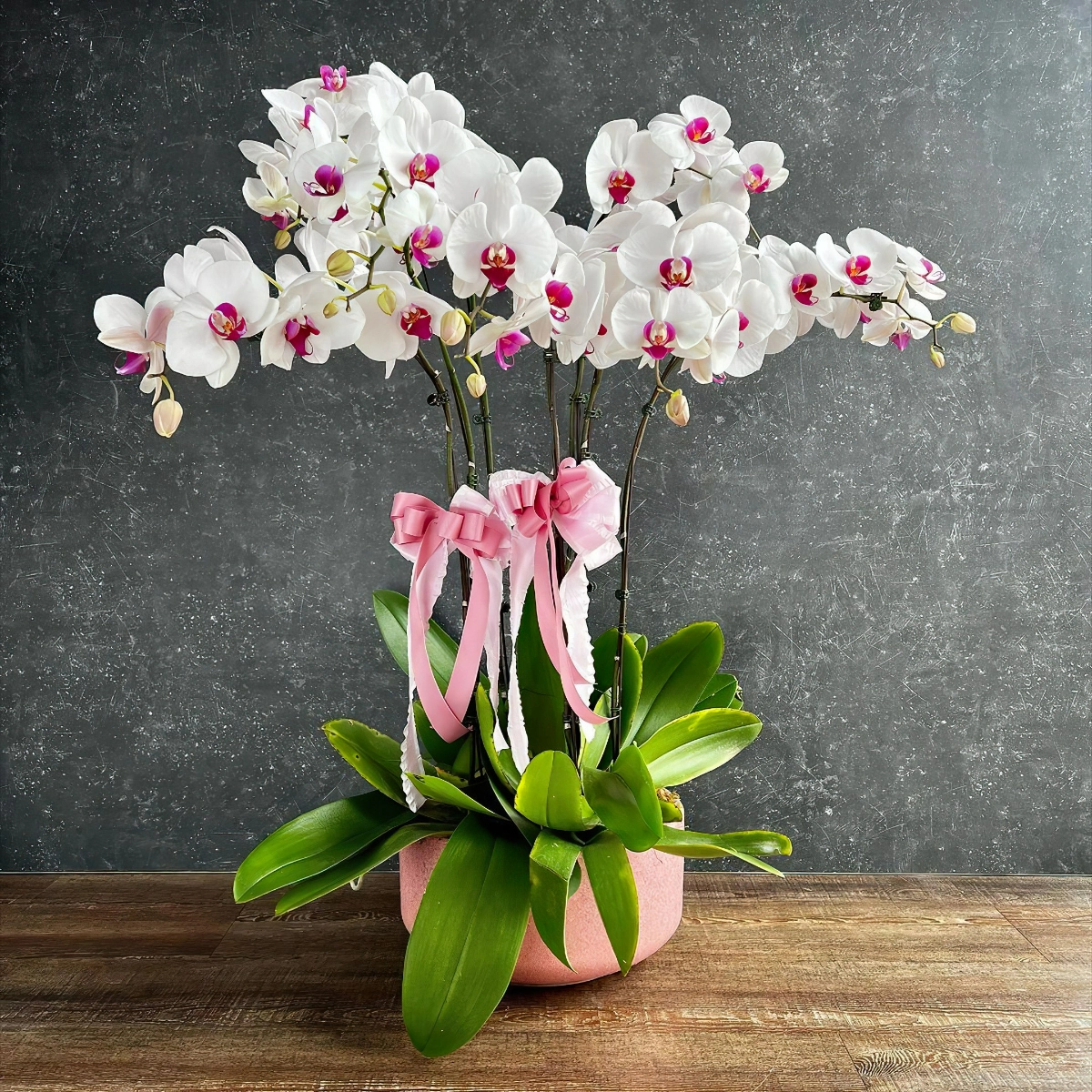kartoffelwasser als duenger fuer orchideeen grosse bluehende orchidee in weiss und rosa kims.florist