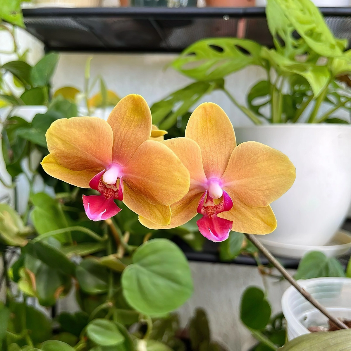 kartoffelwasser als duenger fuer orchideeen orangenfarbene orchidee im topf orchids305