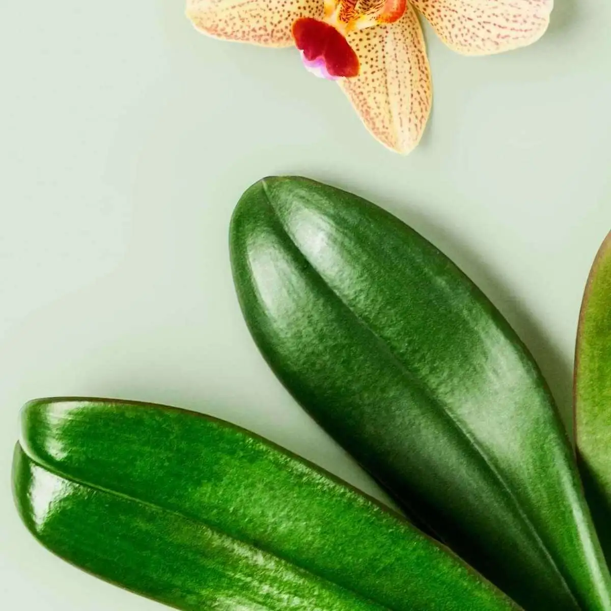 klebrige tropfen an orchideen erfahren sie mehr