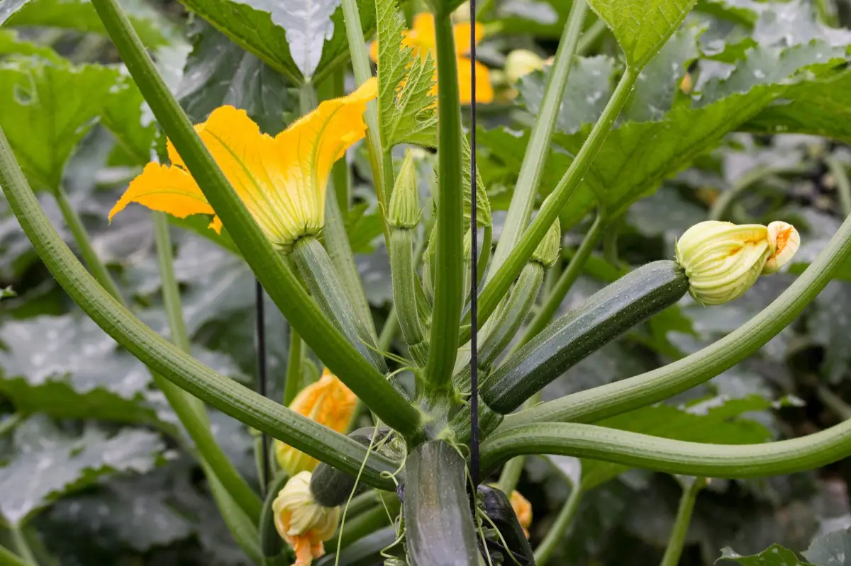 kleingewächshaus bepflanzen welche gemüsesorten zucchini