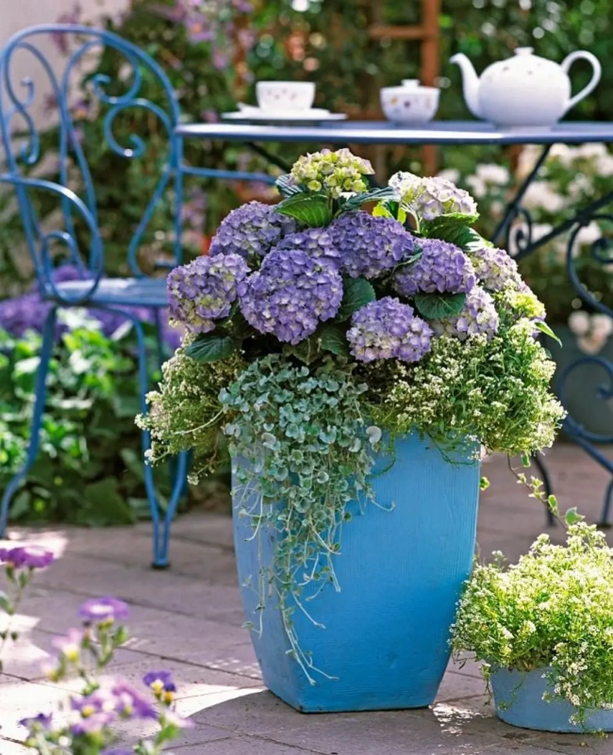 lilafarbene hortensie im topf tee set gartenmöbel