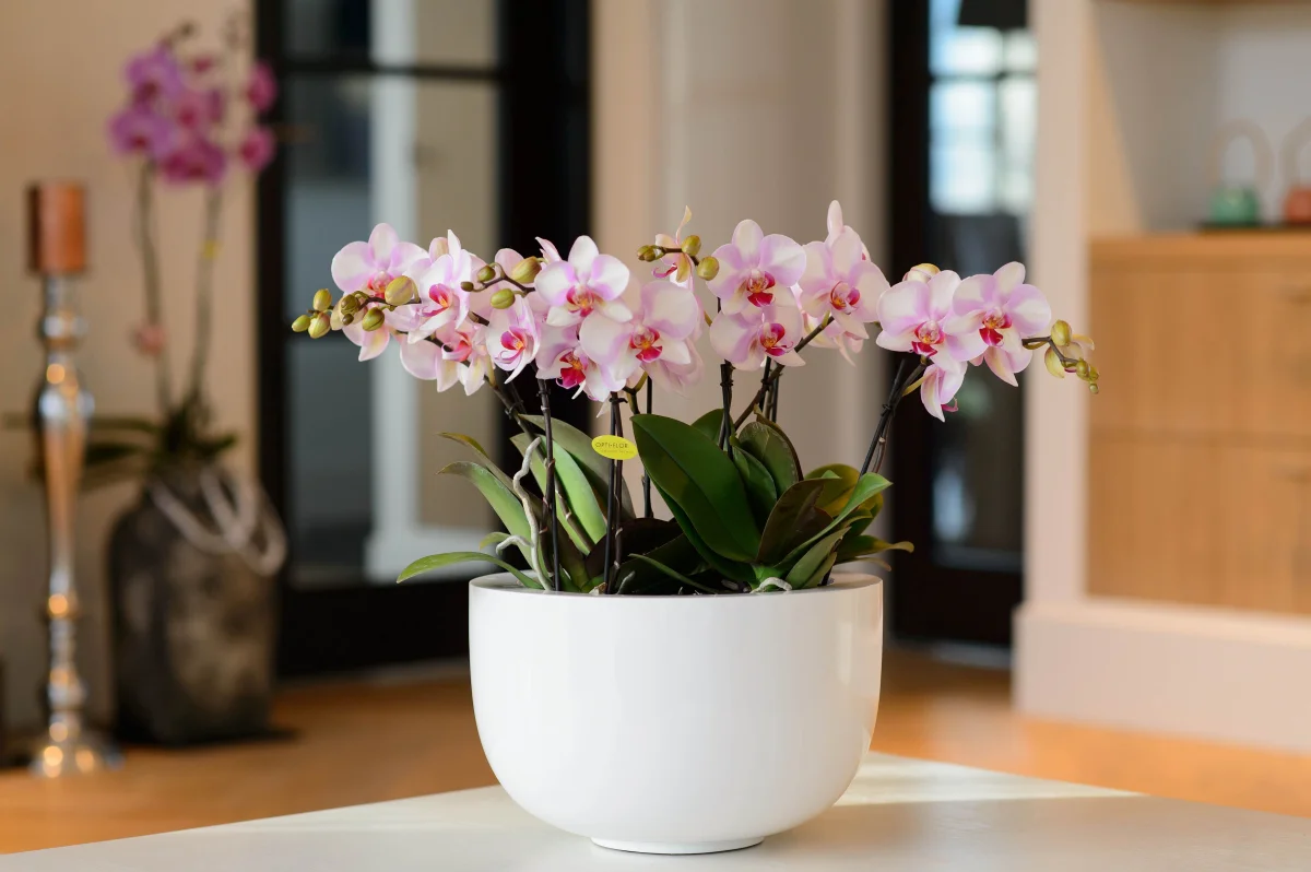 mini orchideen auf dem tisch in orchideentopf