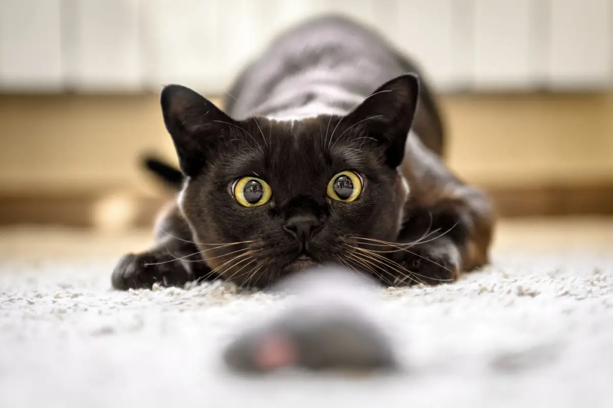 nur trockenfutter fuer katzen gesundes katzenleben schwarze katze spielt mit spielzeug maus