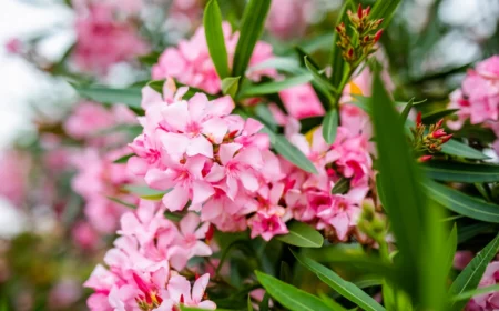 oleander zurueckschneiden wie weit im fuehjahr anleitung