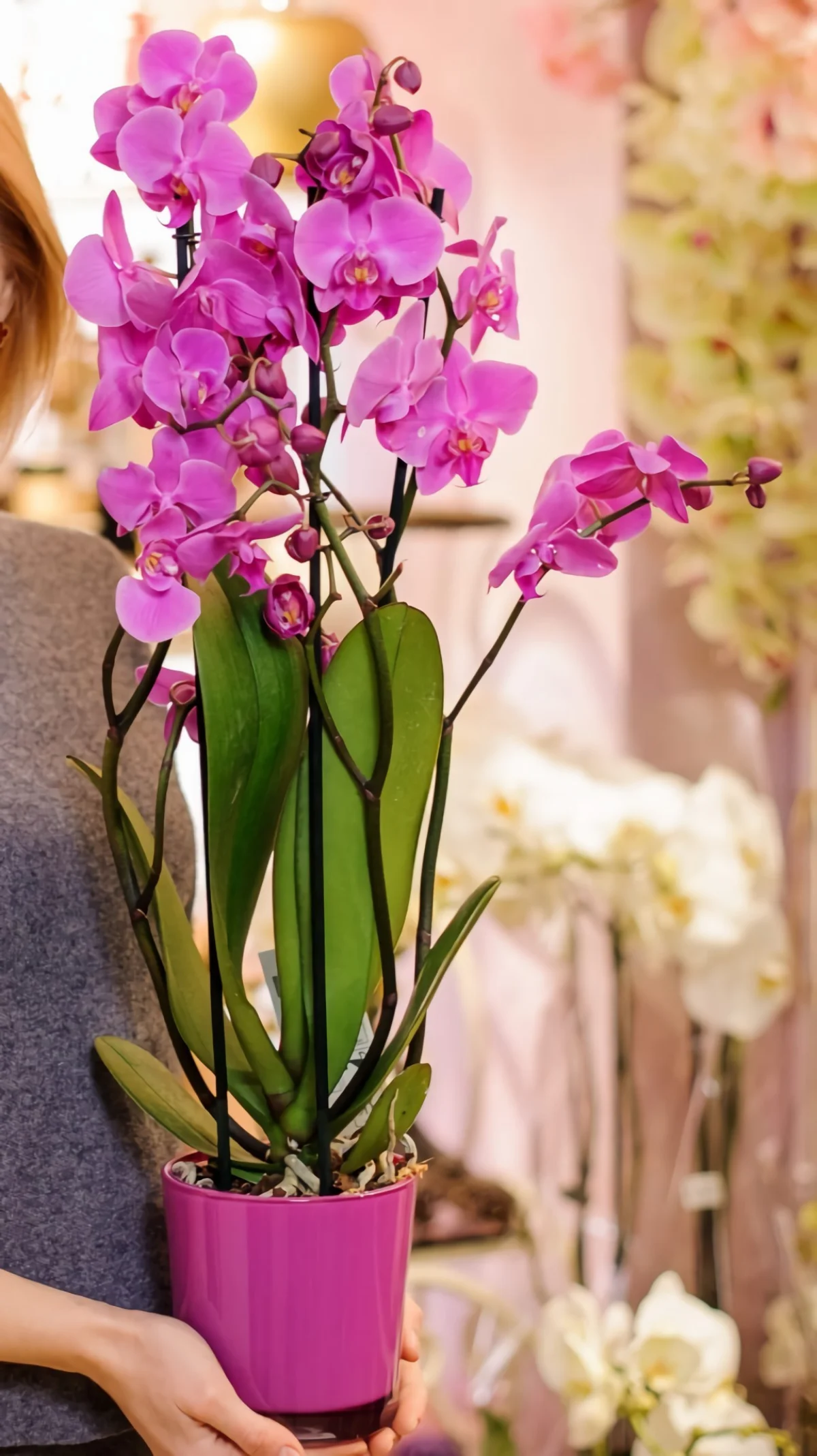 orchidee blumentopf aus keramik