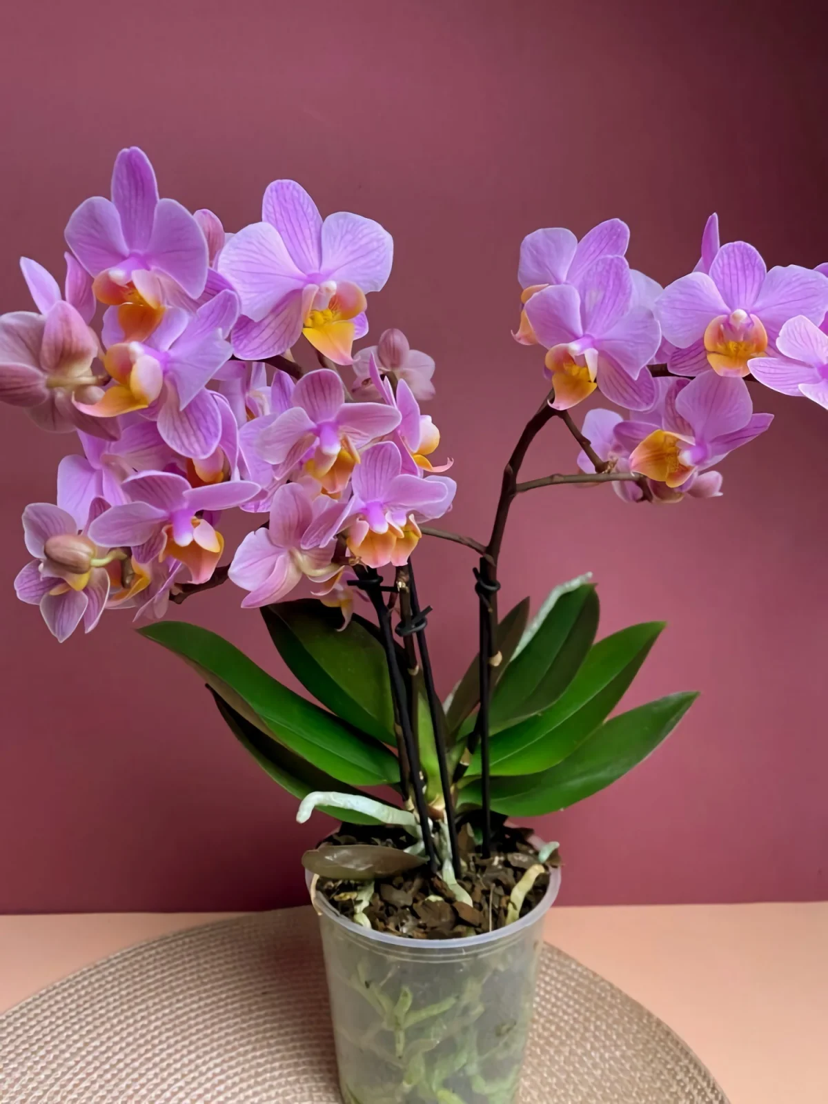 orchidee in einem gefaess aus kunststoff