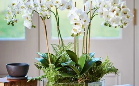 orchidee in glassgefaess