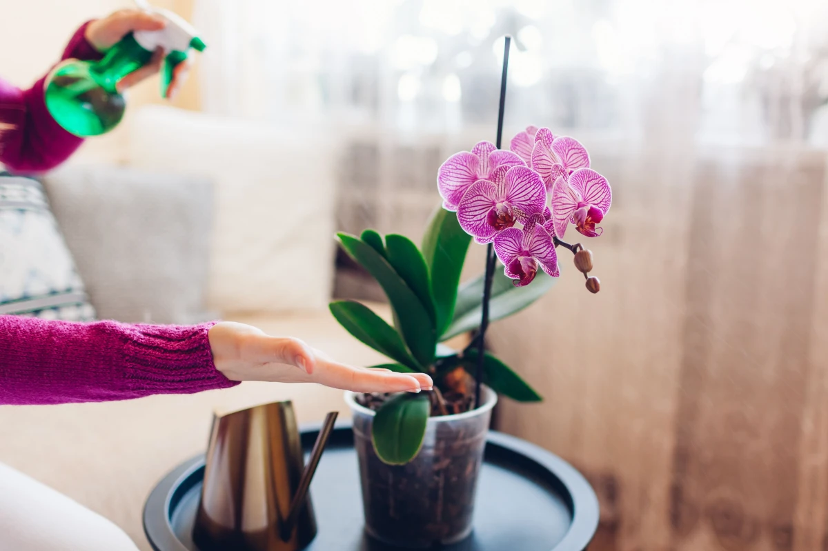 orchidee mit wasser bespruehen