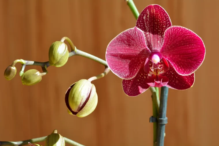 orchidee pflege und richtig waessern
