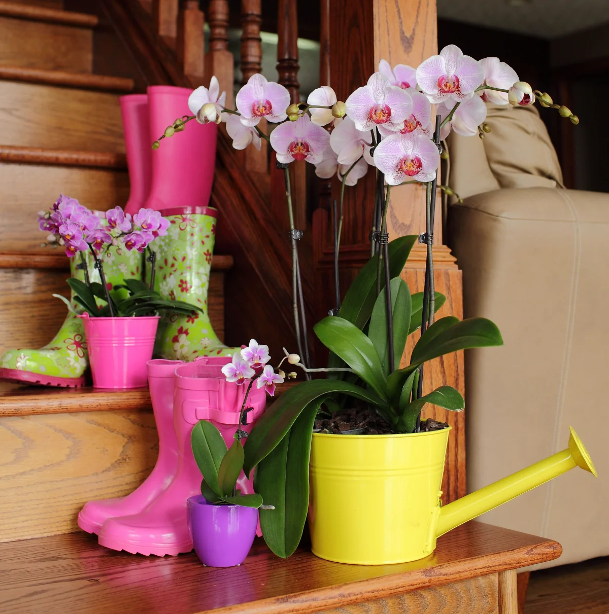 orchidee richtig zuechten und pflegen auf treppe neben stiefeln