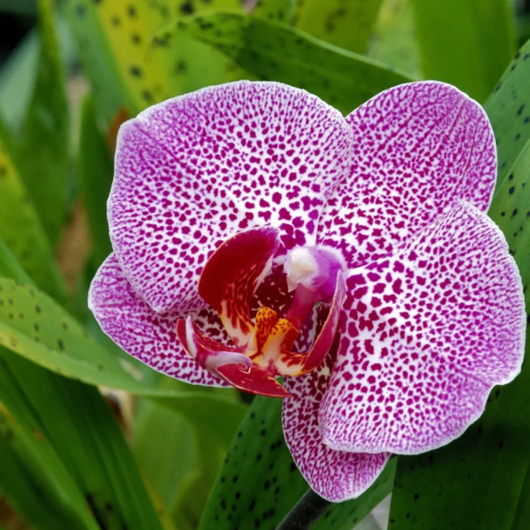 orchidee zu wenig wasser