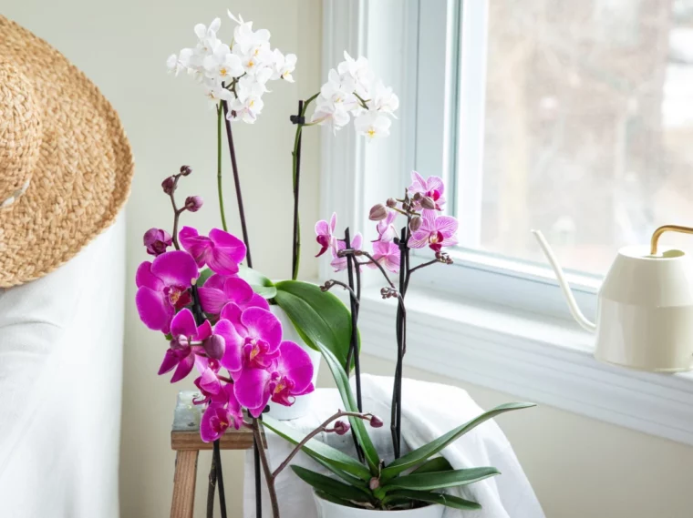 orchidee zuechten zuhause