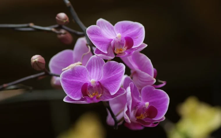 orchideen die richtige pflege
