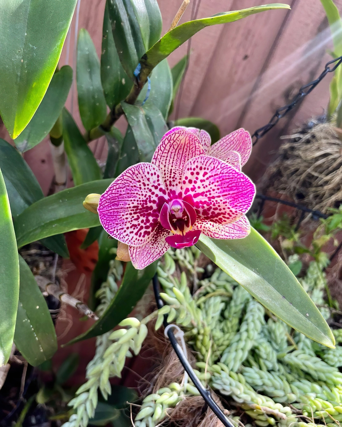 orchideen duengen hausmittel rosa orchidee foto orchids305