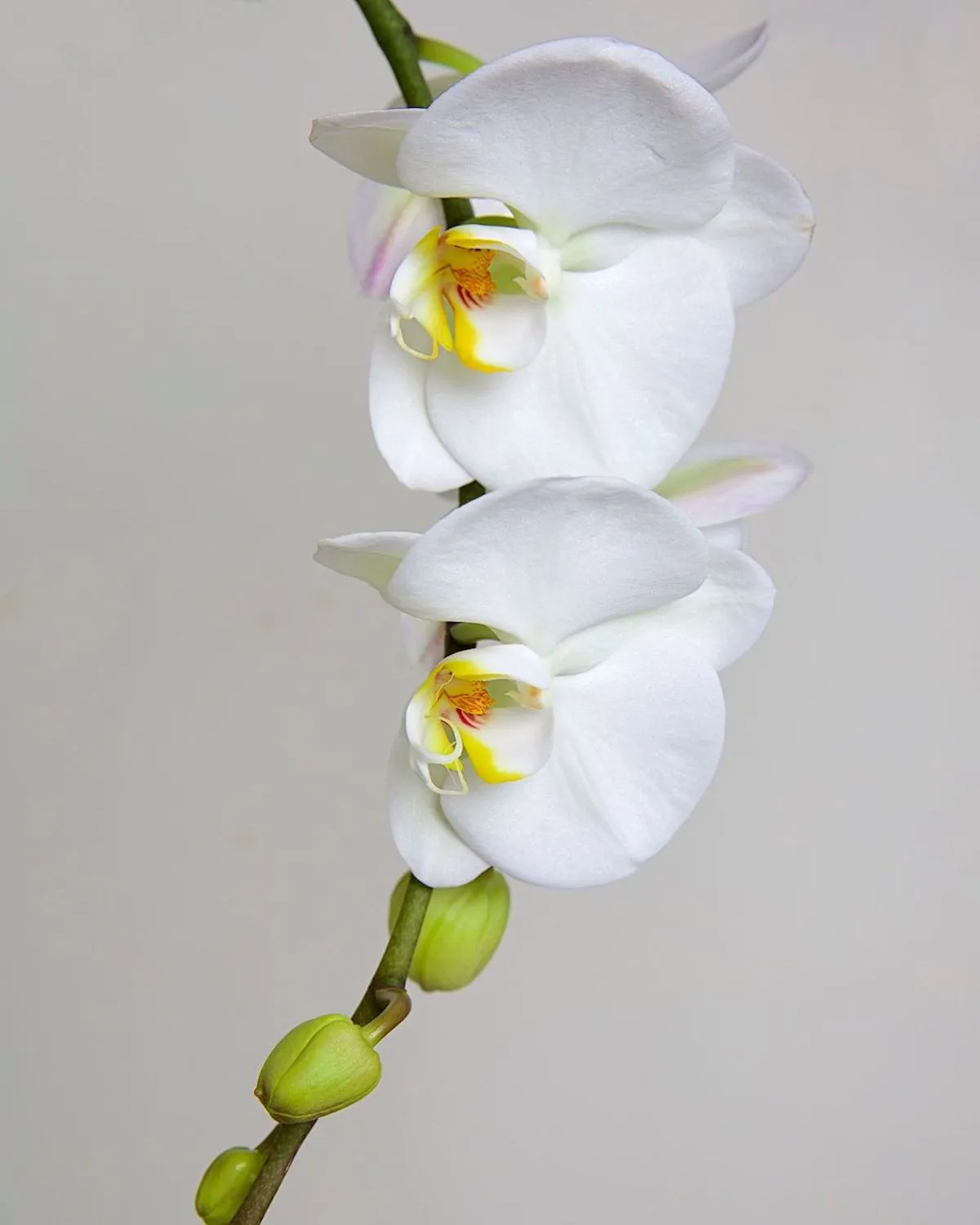 orchideen duengen mit hausmitteln erfahren sie hier mehr