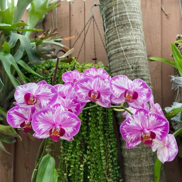 orchideen duengen mit nauterlichen hausmitteln tipps