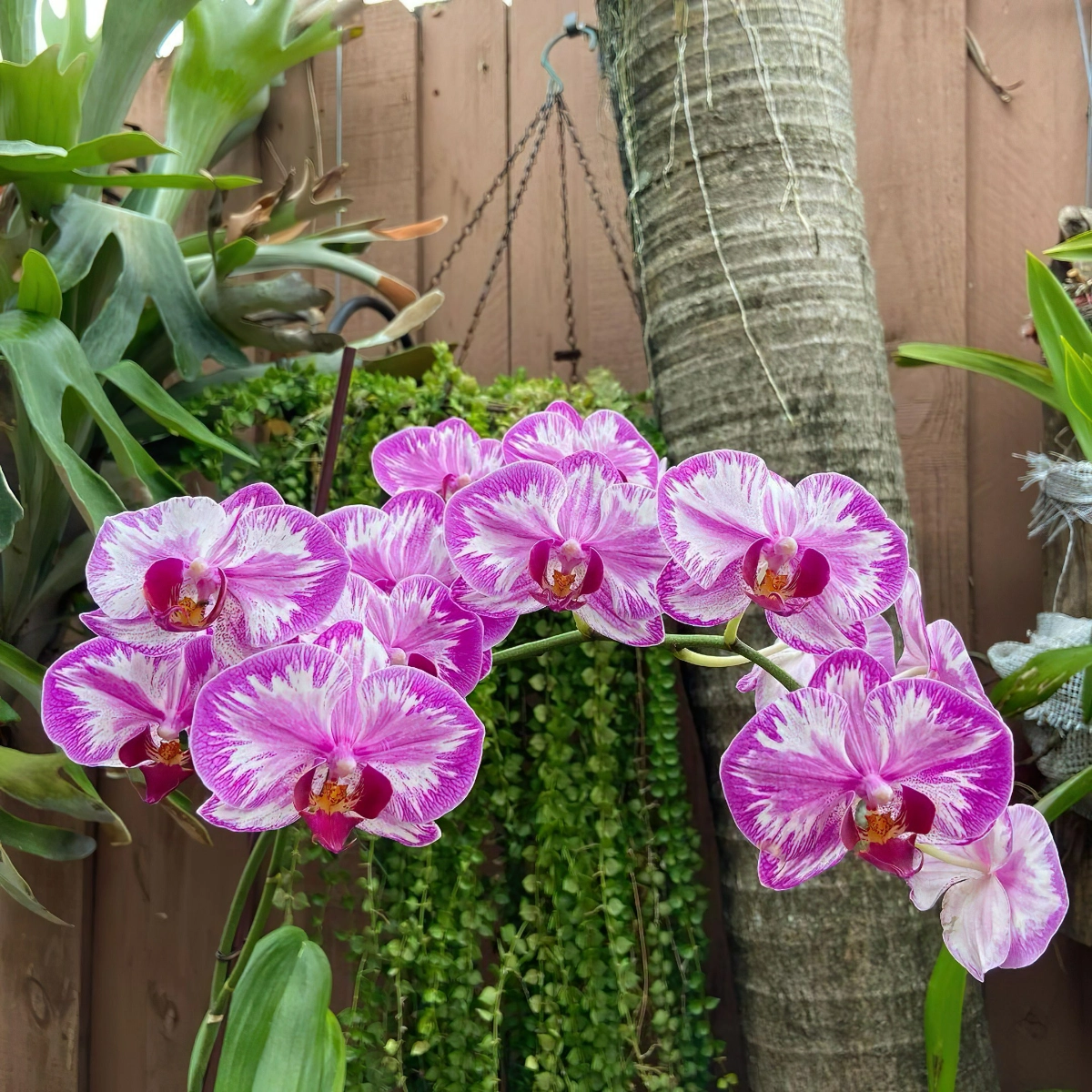 orchideen duengen mit nauterlichen hausmitteln tipps orchids305
