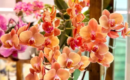 orchideen duengen so einfach geht es