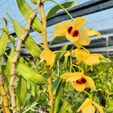 orchideen duengen wann gelbe blueten epiphyten pflanzen amthaiorchids