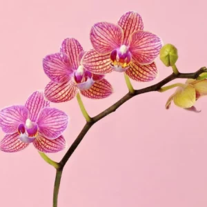 orchideen kleben das ist jetzt zu tun