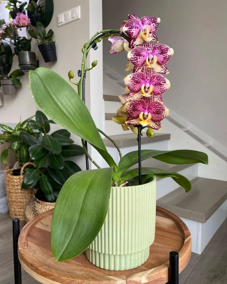 orchideen natuerlich duengen so geht es