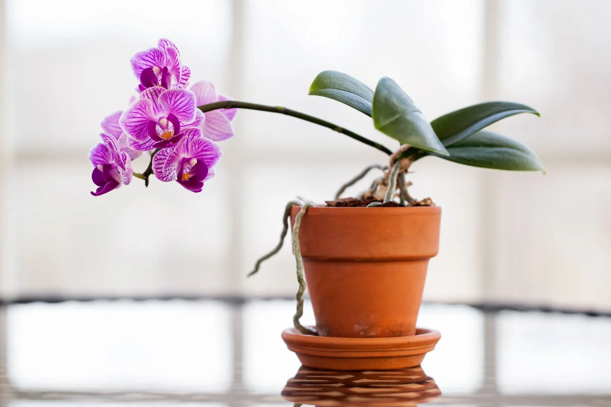 orchideentopf aus ton