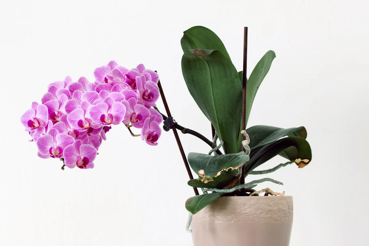 orchideentopf wie gross