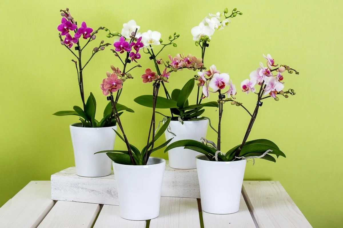 pinke und weisse orchidee orchideen uebertopf