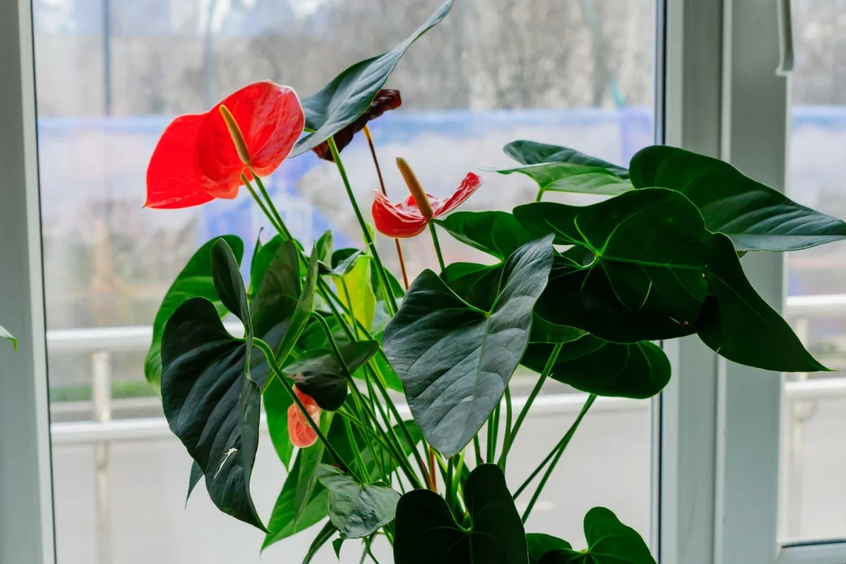 rote anthurie mit gruenen blaettern die neben dem fenster steht um natuerliches licht zu erhalten