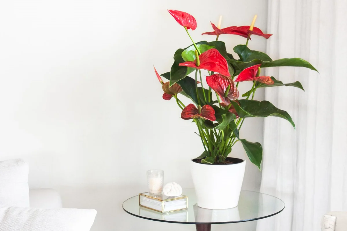 rote anthurium pflanze mit gruenen blättern in weissem blumentopf auf glastisch