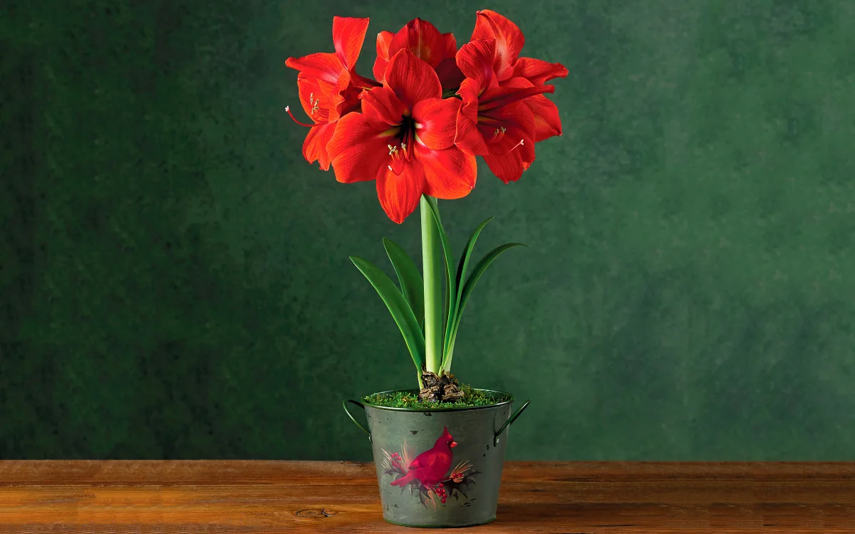 rote amaryllis amaryllis zwiebel zum bluehen bringen