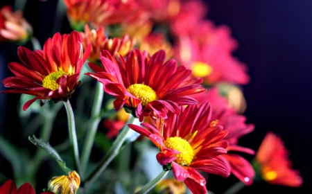 rote blumen gartenpracht gartenpflanzen