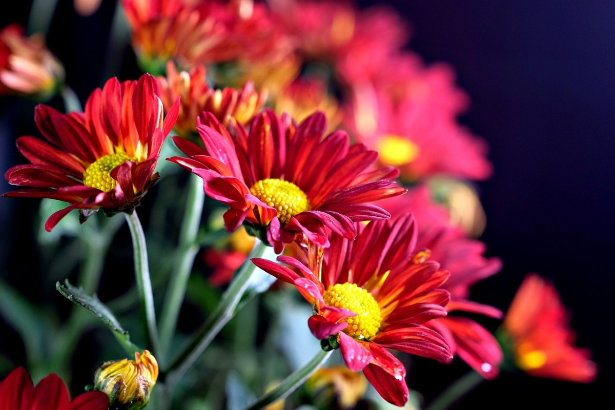 rote blumen gartenpracht gartenpflanzen