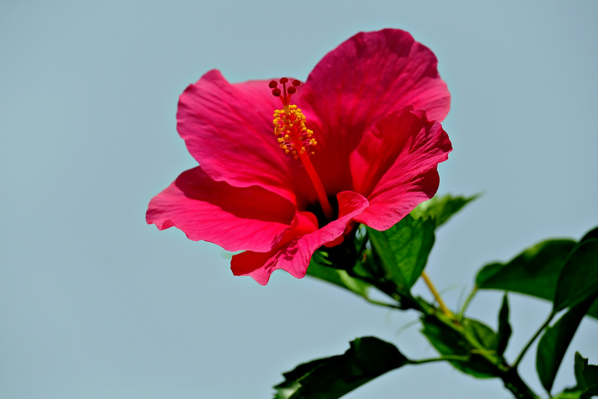 roter hibiskus hibiskusblume beste gartenpflanzen