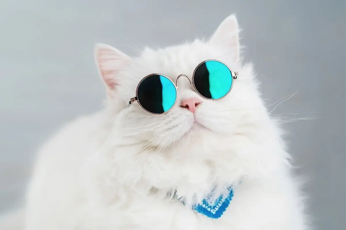 sind katzen traurig wenn man sie abgibt weisse flauschige katze mit sonnenbrille