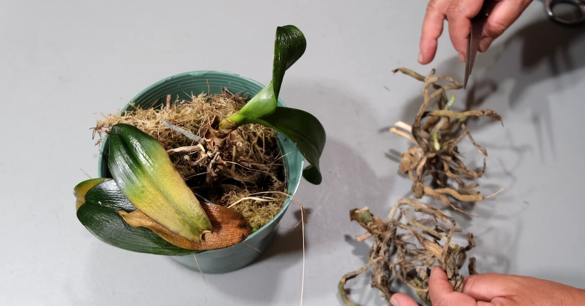 so einfach koennen sie vertrocknete orchideen retten