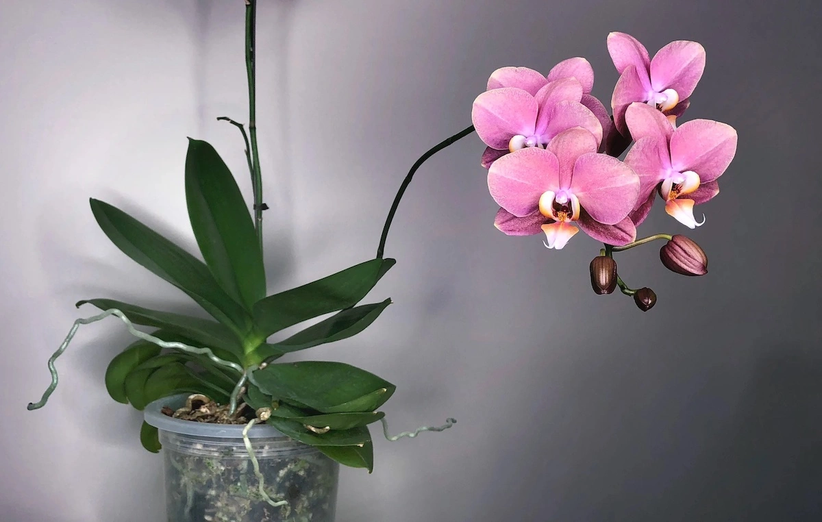 so geht es vertrocknete orchideen retten