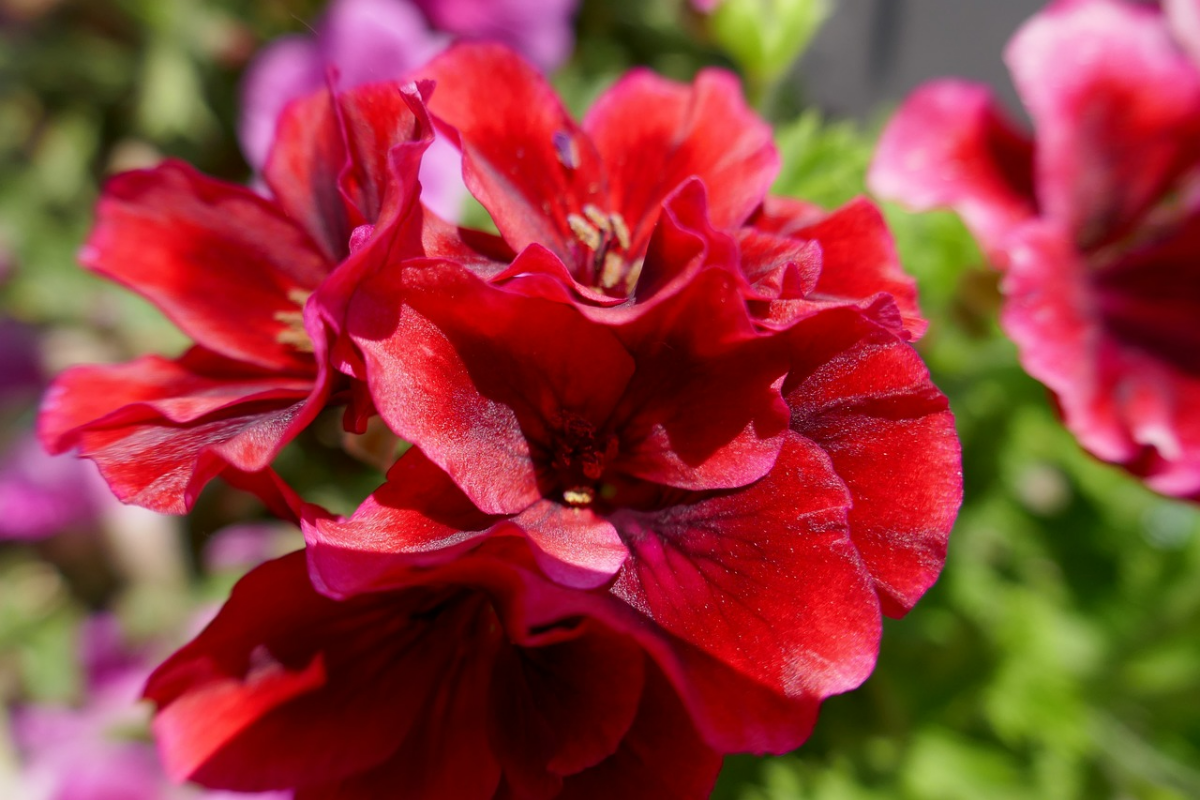 trendfarbe viva magenta geranium gartnepflanzen