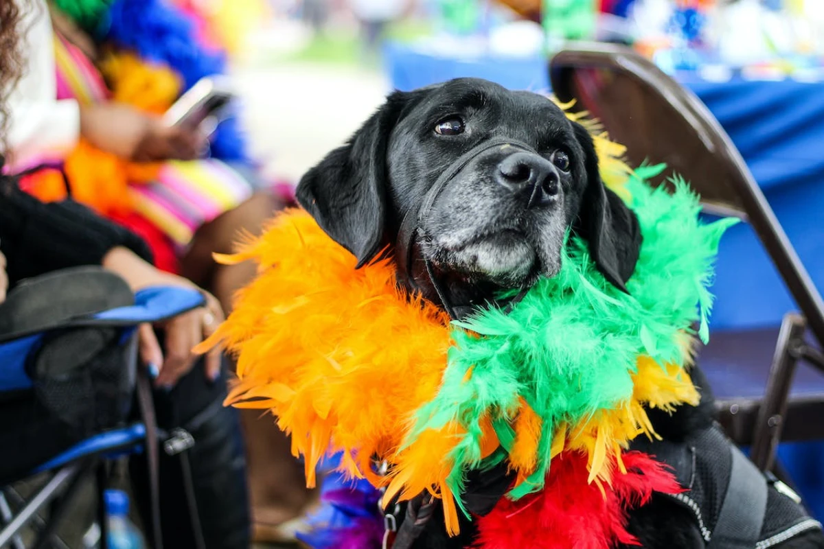 verkleideter hund zum karneval