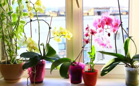 verschiedene orchideen sorten am fenster