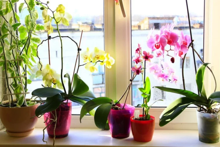 verschiedene orchideen sorten am fenster